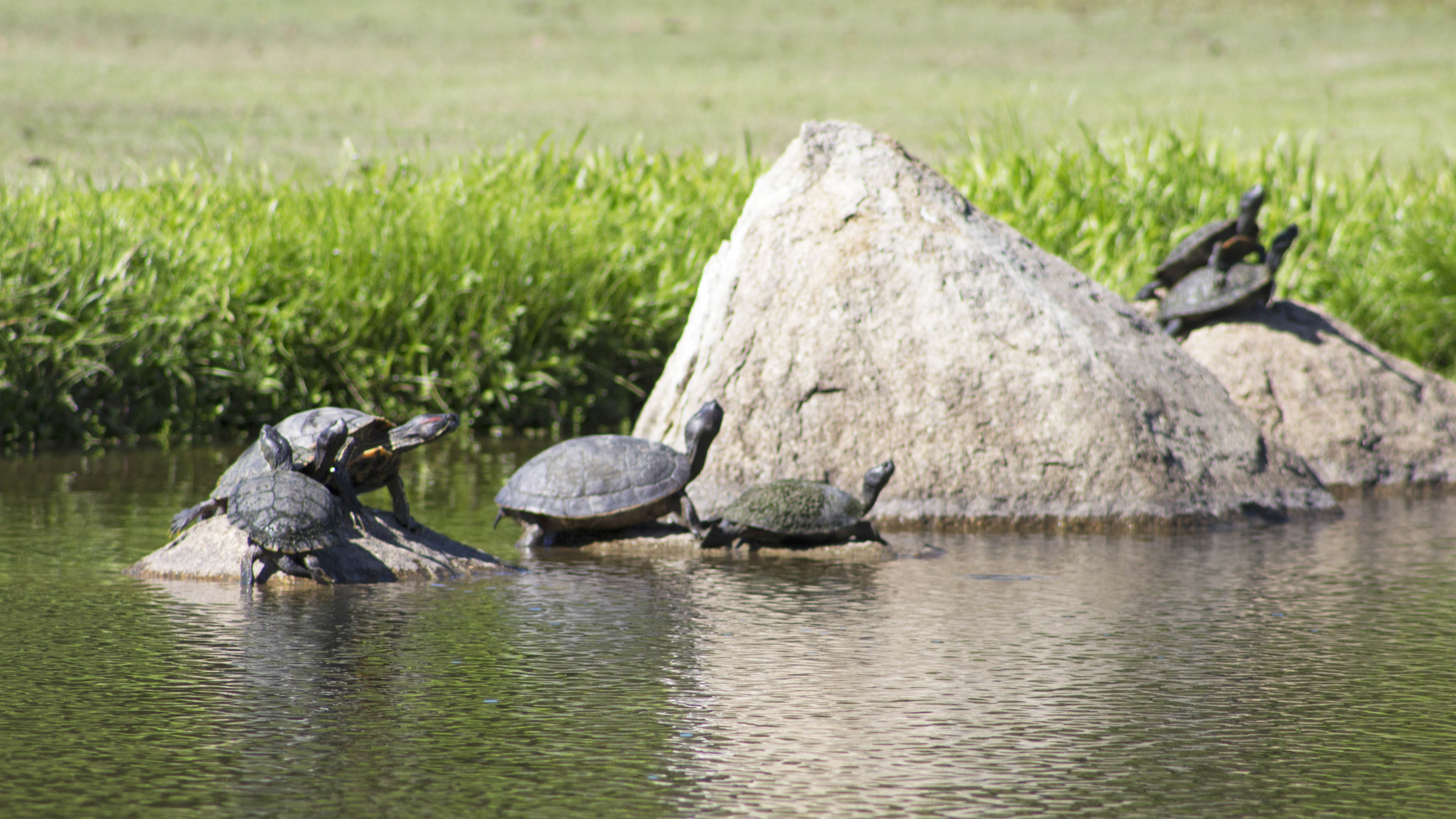 You would never get bored with these friendly visitors.